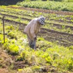 projeto-destina-recursos-para-financiamento-agricola-de-familias-de-baixa-renda