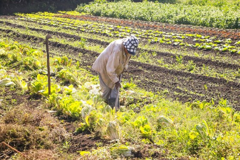 projeto-destina-recursos-para-financiamento-agricola-de-familias-de-baixa-renda