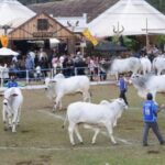 lei-reconhece-expo-cordeiro-(rj)-como-manifestacao-da-cultura-nacional