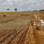 comissao-debate-regras-para-contratacao-de-trabalhador-agricola-safrista
