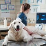 nova-lei-torna-crime-o-exercicio-ilegal-da-medicina-veterinaria