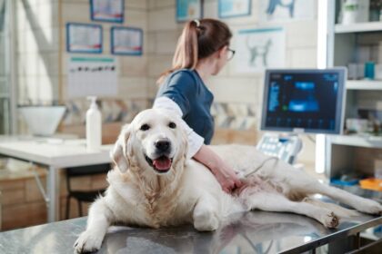 nova-lei-torna-crime-o-exercicio-ilegal-da-medicina-veterinaria