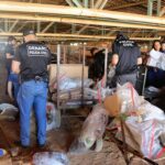 em-palmas,-policia-civil-do-tocantins-incinera-cerca-de-170-kg-de-drogas-apreendidas-durante-a-operacao-narke-vi