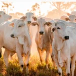 tocantins-tem-melhor-janeiro-da-serie-historica-em-exportacoes-com-us$-119,5-milhoes;-carne-representa-31,2%