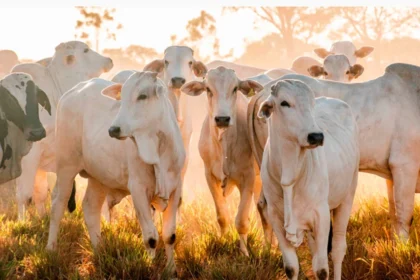 tocantins-tem-melhor-janeiro-da-serie-historica-em-exportacoes-com-us$-119,5-milhoes;-carne-representa-31,2%