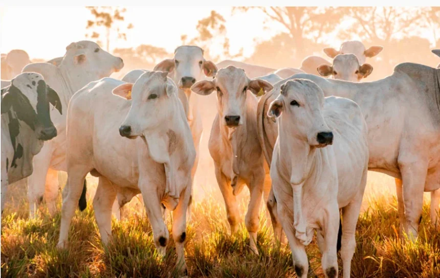 tocantins-tem-melhor-janeiro-da-serie-historica-em-exportacoes-com-us$-119,5-milhoes;-carne-representa-31,2%