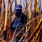 medida-provisoria-destina-subvencao-de-r$-12-por-tonelada-a-produtores-de-cana-de-acucar-do-nordeste