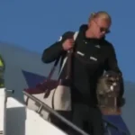 haaland-volta-para-casa-com-um-guaxinim-debaixo-do-braco;-veja