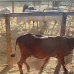 policia-civil-recupera-rebanho-furtado-e-apreende-caminhao-em-pedro-afonso