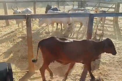 policia-civil-recupera-rebanho-furtado-e-apreende-caminhao-em-pedro-afonso