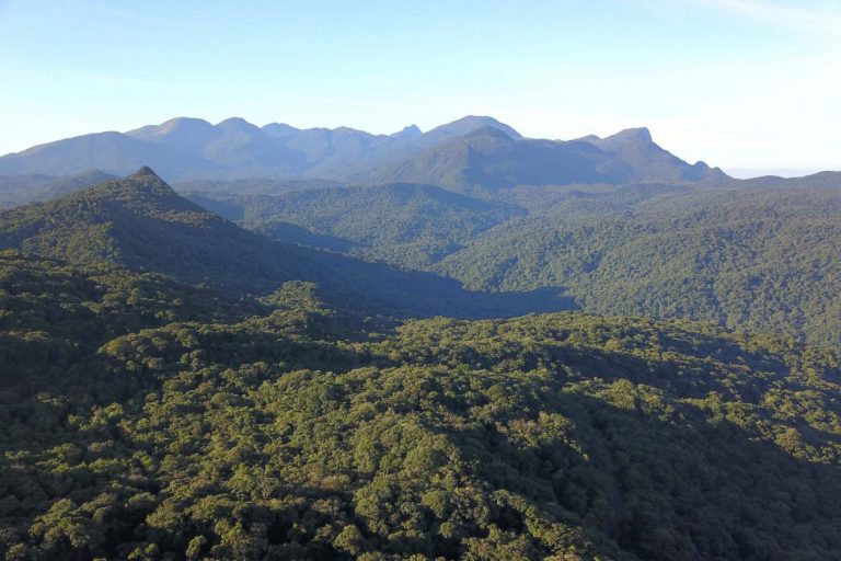 retrospectiva:-regras-menos-rigidas-para-atividades-na-mata-atlantica-foram-aprovadas-na-area-de-meio-ambiente