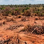 fazendeiro-e-condenado-a-restaurar-600-hectares-de-cerrado-apos-fraude-em-reserva-legal