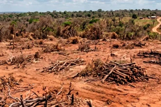 fazendeiro-e-condenado-a-restaurar-600-hectares-de-cerrado-apos-fraude-em-reserva-legal