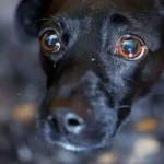 relatado-por-ricardo-ayres,-projeto-que-cassa-cnh-de-quem-abandona-animais-e-aprovado-na-camara