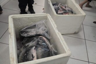 guarda-metropolitana-apreende-107-kg-de-pescado-irregular-e-prende-homem-com-mandado-em-aberto